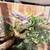 Gecko 1 thumbnail