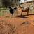 Nigerian dwarf goats 1 thumbnail
