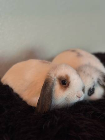 Bunny/Rabbit Males Mini Lop (Sacramento)63848874581507123
