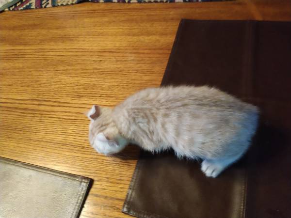 9 week female ,great markings (San Marcos,Twin Oaks Valley)63841744863873122