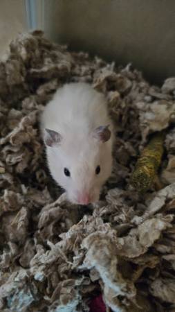 Long haired Syrian hamsters (Ashland)63935101570818124