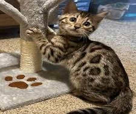 Bengal kittens are ready to go home 1