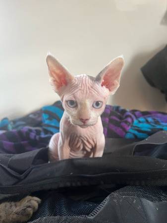 Rehoming Sphinx cat (Hammond)63844236627073121
