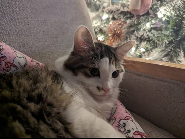 Free 1yr Old Cat, very sweet and cuddly (Post Falls)63970073157250121