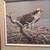 Osprey Art Print 17.25 x 17.25 2 thumbnail
