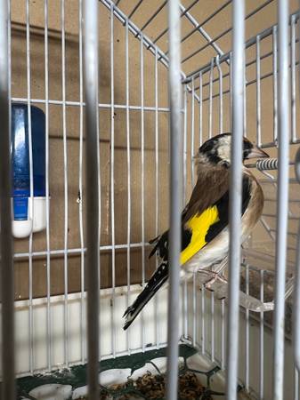 Siberian goldfinch (Burbank)63844236451201121
