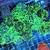 Corals Coral Frags Torch, Hammer, Goni, Brain Corals, Etc 5 thumbnail