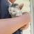 4 Kittens that need home ASAP 10 thumbnail