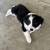 Border collie puppies 8 thumbnail