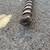 Milwaukee 15/16” Shockwave lineman’s fiberglass masonry drill bit 1 thumbnail