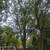 3 Large maples take down the wood is yours, great for furniture 3 thumbnail