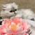 Persian kittens 2 thumbnail