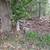 Firewood 4 thumbnail