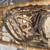 antique W.W.II snowshoes 8 thumbnail
