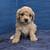 Cavapoos 24 thumbnail
