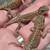 Bearded Dragon Baby's 9 thumbnail