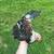 Gamefowl hatch grays 5 thumbnail