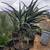 Aloe "hercules" 8 thumbnail