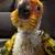 Sun Conure 2 thumbnail