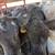 11 Black Beef Feeder Calves 13 thumbnail