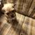 Pug/terrier mix 4 thumbnail