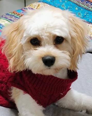 CASH REWARD LOST DOG ?? (AURORA)64288460199811123