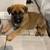 Rehoming German Shepherd Puppies 2 thumbnail