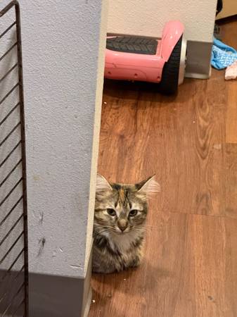 LOST Cat pasco washington 1