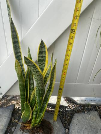 Snake Plants 1
