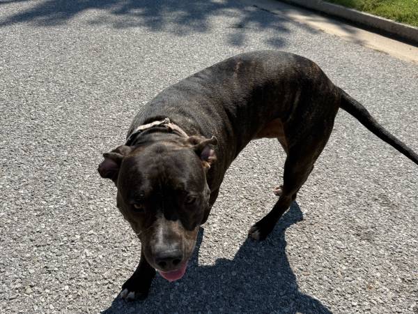 Brindle pit bull found (Yukon)63670608641153121