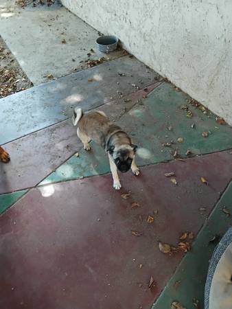 Pugg pupps (Vista)63894603146755123