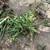 Aloe plants 4 thumbnail
