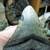 MEGALODON Fossil Giant Shark Tooth All Natural 18 thumbnail