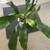 Dracena house corn plant tropical indoor potho evergreen money plant 6 thumbnail