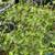 Chile del monte plants 1 thumbnail