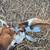 Nigerian Dwarf Buckling 13 thumbnail
