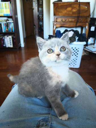 8 week old kitten63686641523329120