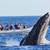 Cabo San Lucas! - Pueblo Bonito Sunset Beach 20 thumbnail
