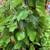 Large Fruiting Pakistani Mulberry Rooted Live Tree Plant 5 thumbnail