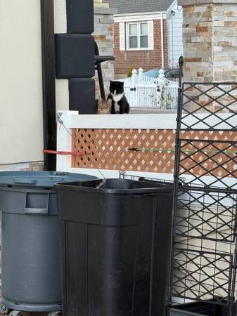 Kittens (Elmont)64193812294529122