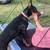 Follow of European dobermans 3 thumbnail