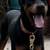 3-Year Old Dobermans 3 thumbnail