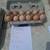 Chicks and hatching eggs 5 thumbnail