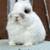 Netherland Dwarf Bunnies 1 thumbnail