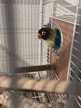 Lovebird Pair (Chicago)63844233942529120