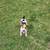 Rehoming Jack Russell Parson 18 thumbnail