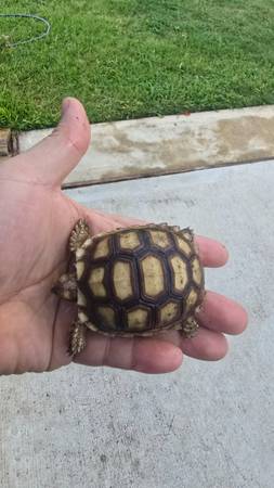 Sulcata tortoise 1