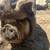 Kune Kune sows 6 thumbnail