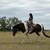 Flashy Draft Cross Gelding 6 thumbnail