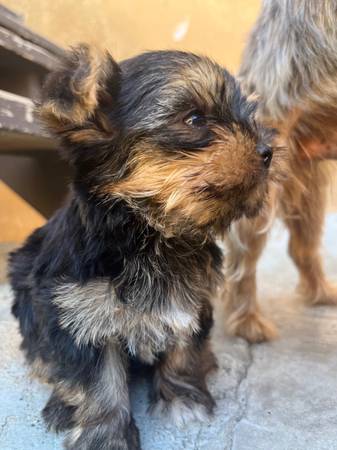 Rehome yorkie 1